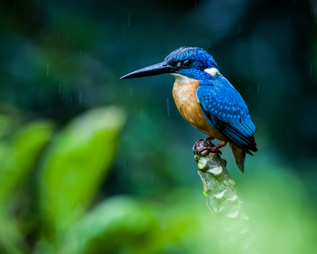 Kingfisher in de regen