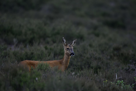 ree op de Haarlerberg