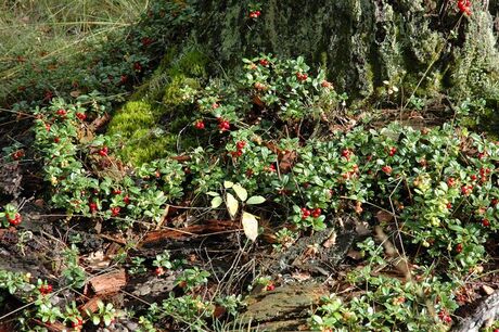 Tussen het dode hout...