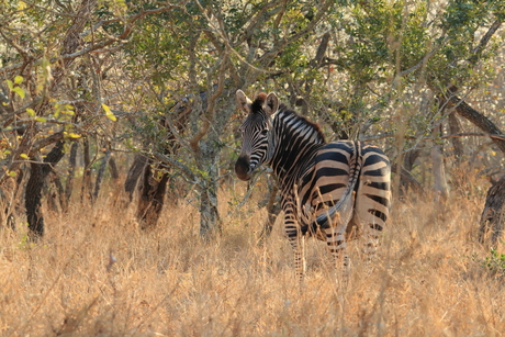 Zebra