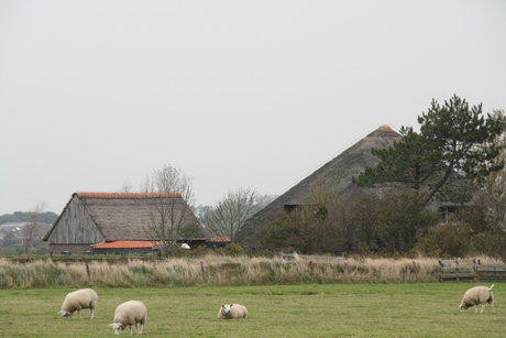 Landschapsfoto Texel