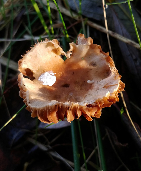 Paddestoelen Seizoen