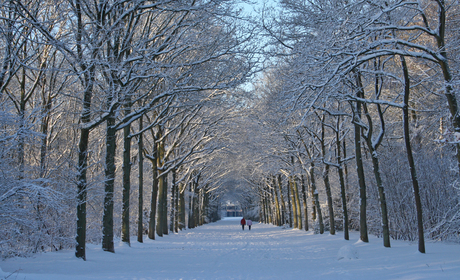 Winter walk