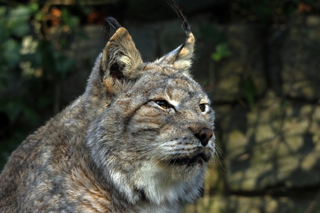 Lynx portretje
