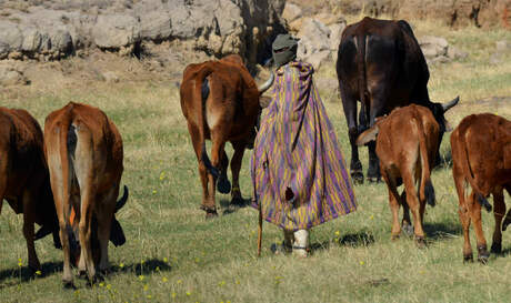 Herder en kudde Lesotho