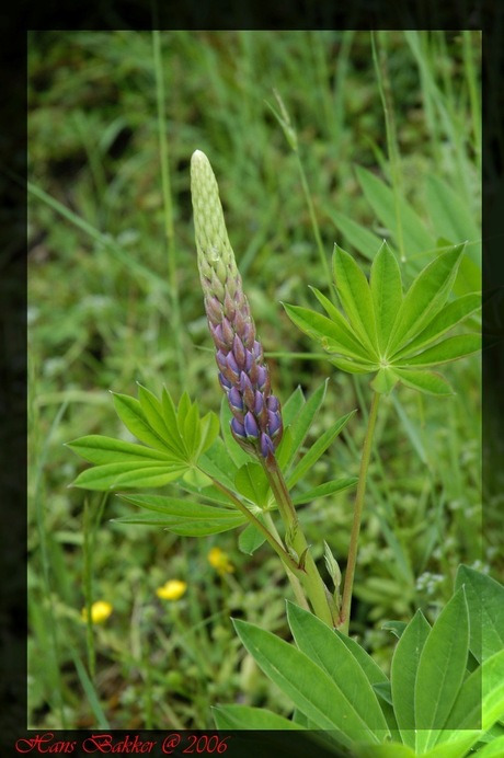 Lupine