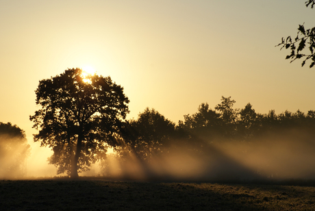 sunrise, mist & tree