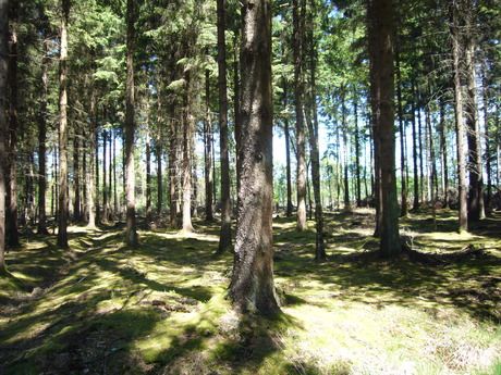 Oerhollands bos