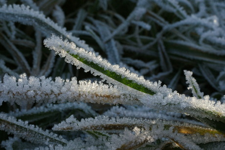 grassprietje in de winter