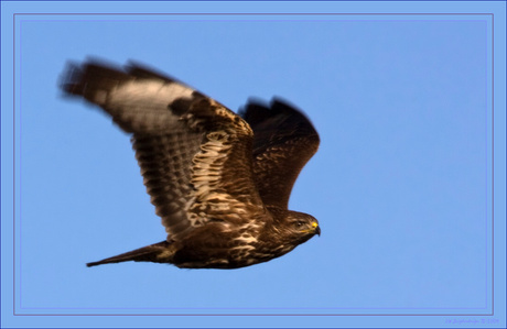 Buteo buteo