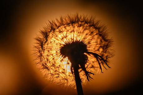 Paardebloem in de late zon