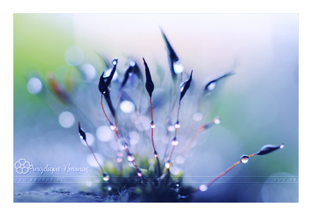 Afternoon bokeh - Mos... een vreemde verslaving. Als ik het zie moet ik er foto's van maken en ik raak er nooit op uit gekeken.

Bedankt voor alle commentjes en liev - foto door AngeLiek op 21-08-2009 - deze foto bevat: macro, blauw, mos, pastel, bokeh, water. druppel, Brunas