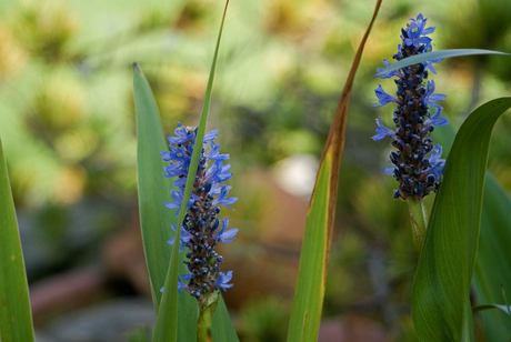 Waterplant