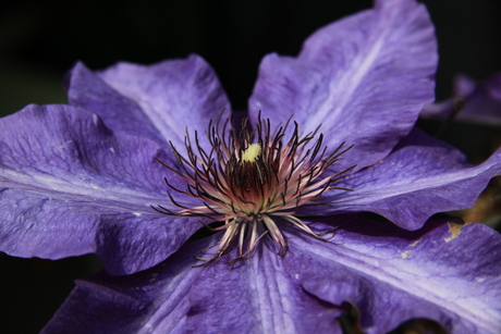 Clematis