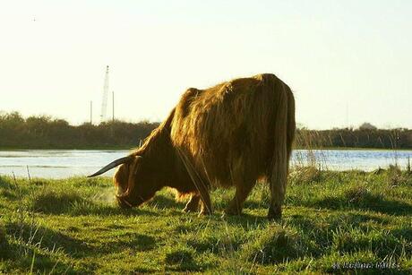 Schotse Rozenburger