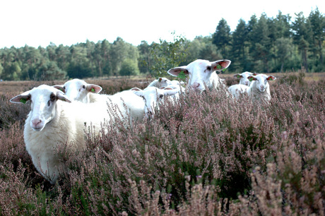 heide schaap