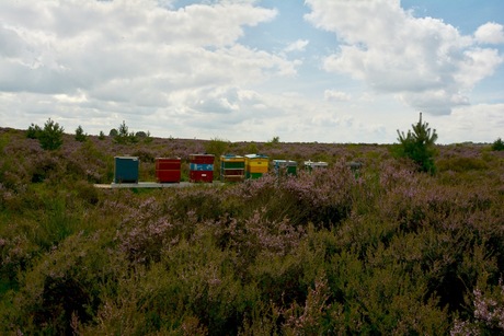 Maandopdracht heide