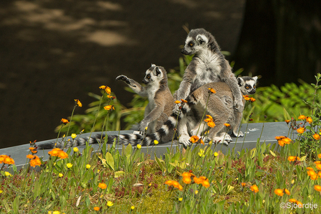 Familie ringstaartmaki