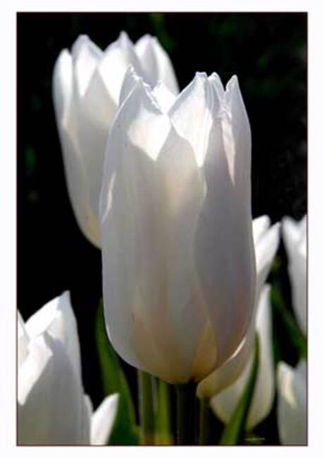 Witte tulp