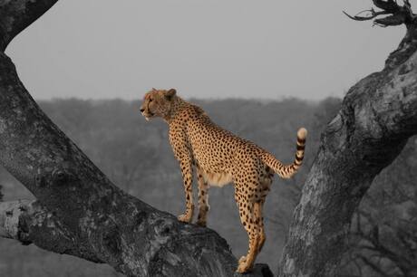 Cheetah Kruger NP