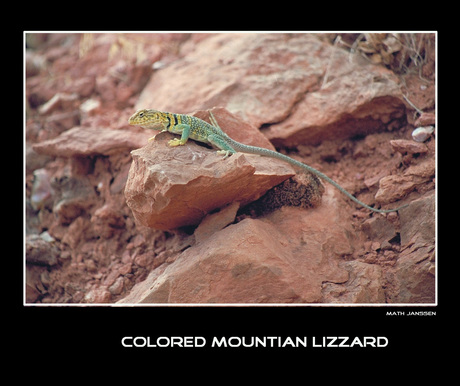 Colored Mountian Lizzard