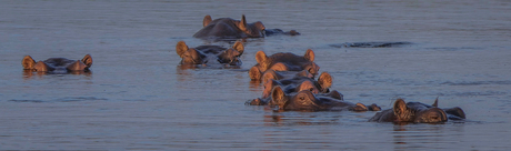 Chobe rivier - botwana