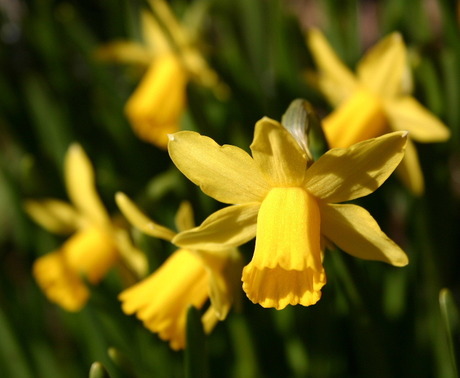 Bloemetje