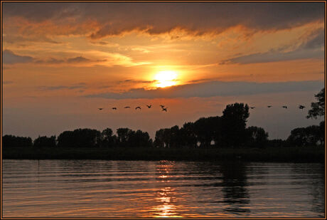 ganzen vlucht in de avondzon