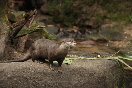 Otter