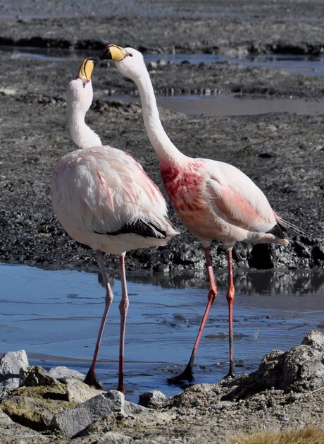 Flamingo's in Bolivia
