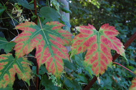 de bladeren heeft bijna herfst kleur