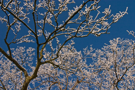 sneeuw in de bomen