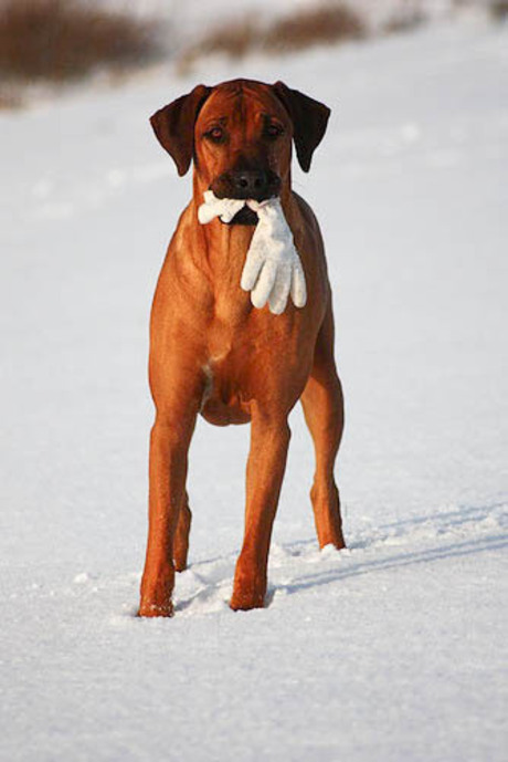 Hond met handschoen in de sneeuw