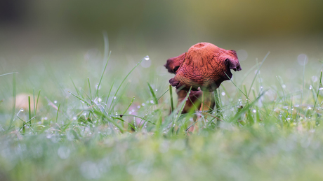 Paddenstoelen