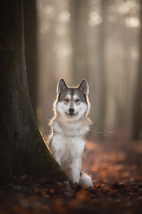 Hond in het bos