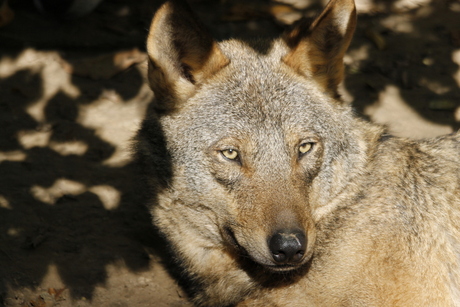 oplettende wolf