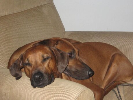 Mijn Ridgebacks