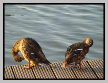 Cleaning Ducks!