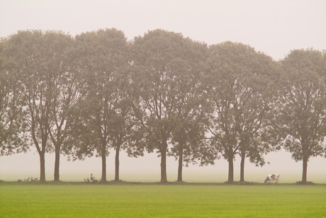 Eenzame koe in de mist