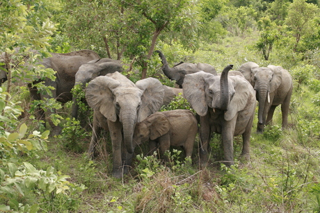 Kudde olifanten beschermen jong