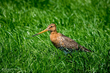 Even een grassprietje pikken