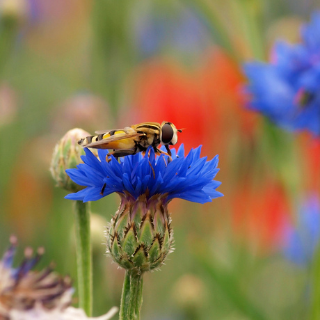 Zweefvliegje op een korenbloem!