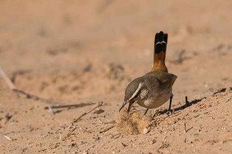 Vogel in de Kgalagadi Transfrontier NP 002.jpg