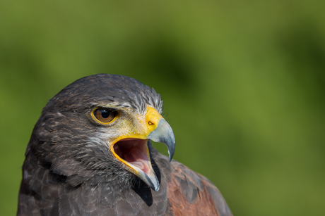 Woestijnbuizerd