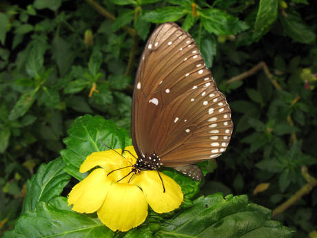 Vlindertuin Emmen