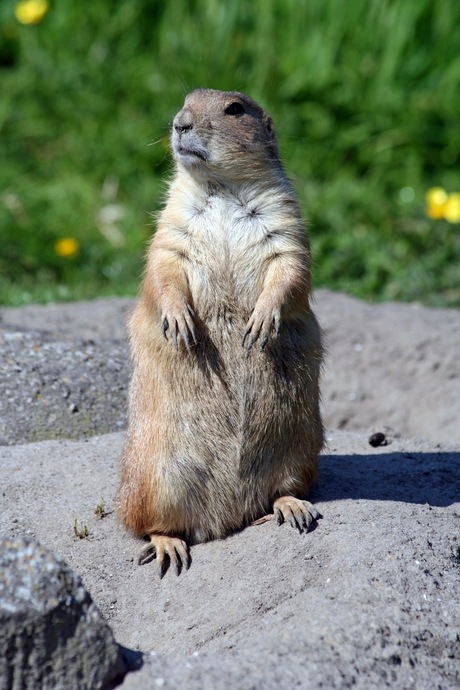 Prairiehondje in Blijdorp