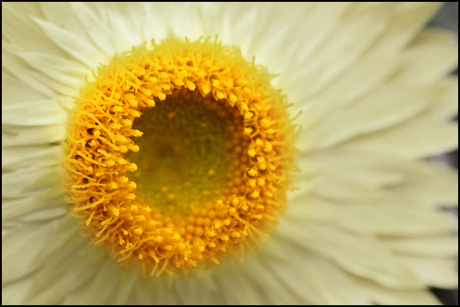 Sunny Flower