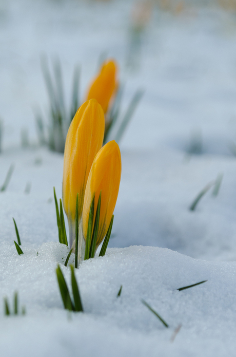 De lente komt er aan!