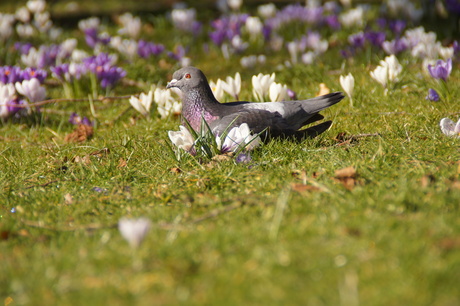 duifje in de zon