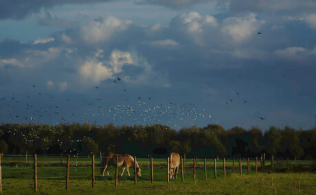 Paard met vogelconfetti.jpg